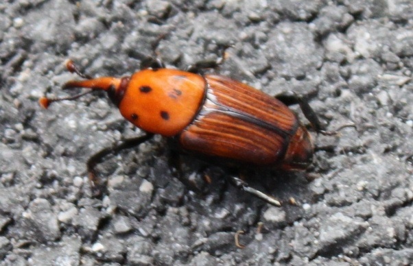 coleottero curculionide, 